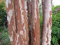 Japanese Crape Myrtle / Lagerstroemia fauriei 